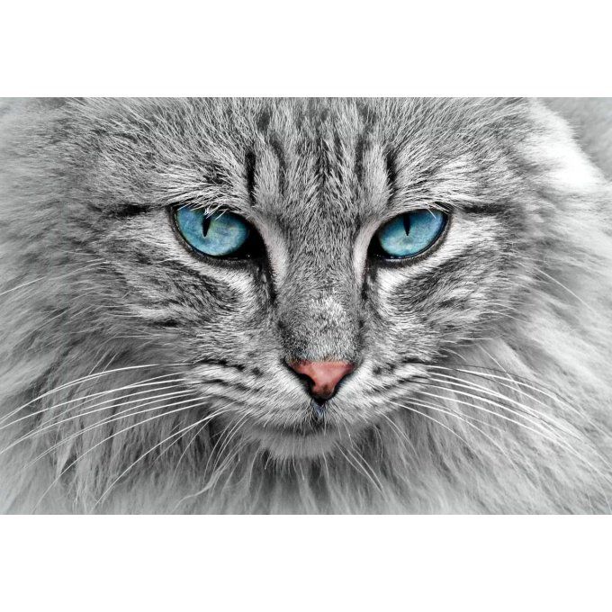 Comportement chat 2H